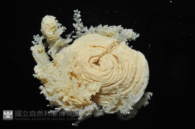 簇飾大結海葵藏品圖，第4張