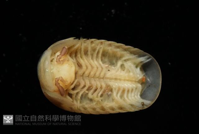 雙色木球馬陸藏品圖，第4張