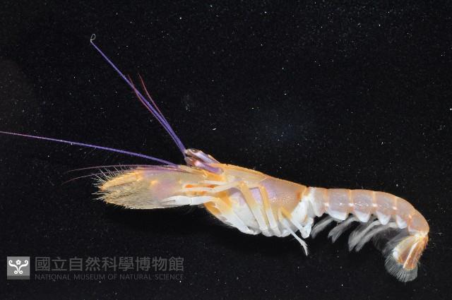 長眼阿蛄蝦藏品圖，第4張