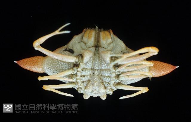 艾氏飛輪蟹藏品圖，第4張
