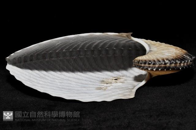 扁船蛸藏品圖，第4張