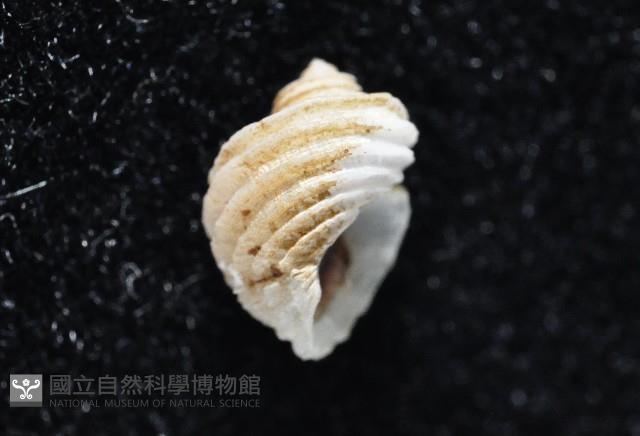 呂氏堡螺藏品圖，第4張