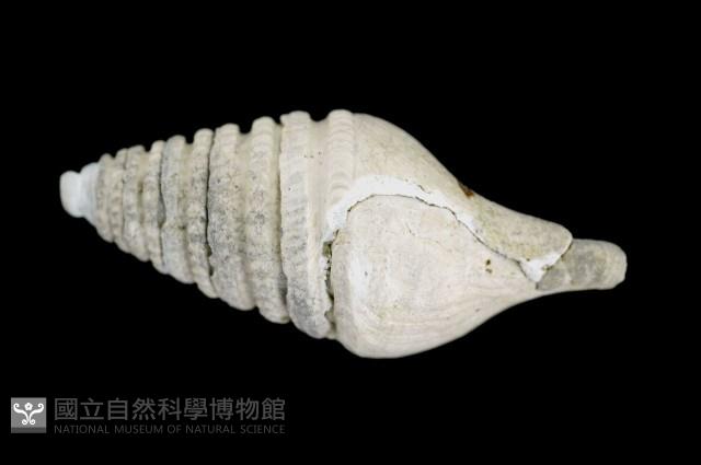 佛塔捲管螺藏品圖，第4張