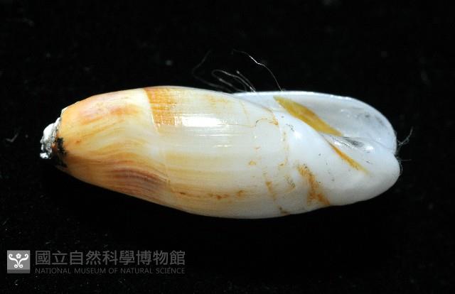 柏生彈頭螺藏品圖，第4張
