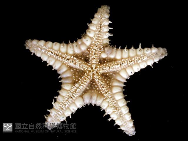 玉緣棘角海星(紫氏麗海星)藏品圖，第4張