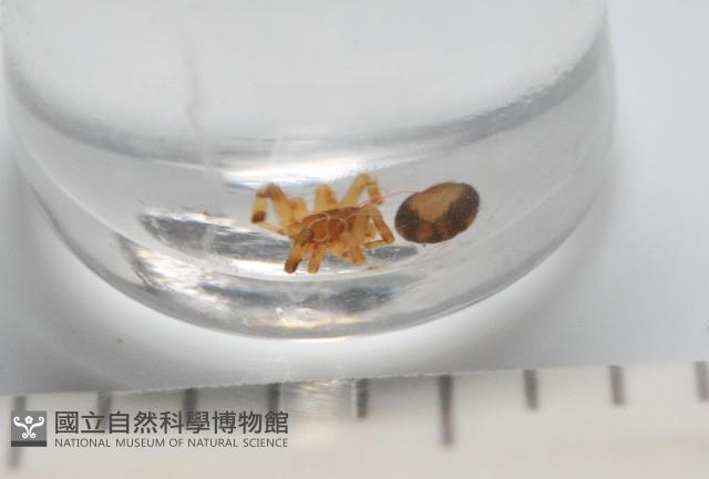 斑點微姬蜘藏品圖，第4張