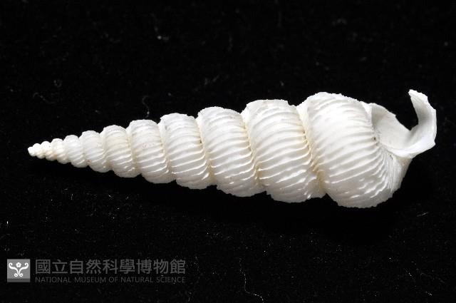 新種綺螄螺藏品圖，第4張