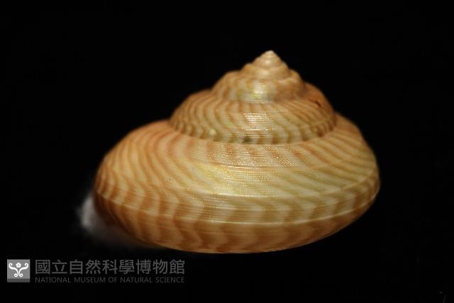 雲紋鐘螺藏品圖，第4張