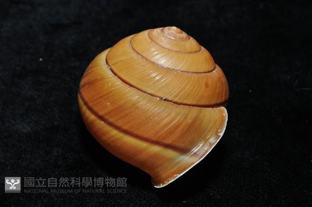 金崙栗蝸藏品圖，第4張