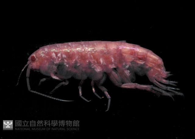 新種蘭嶼端足類藏品圖，第4張
