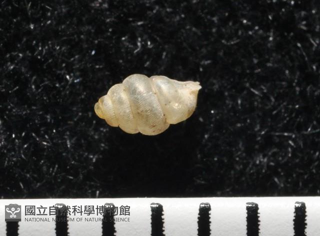 高山台灣芝麻蝸牛藏品圖，第4張