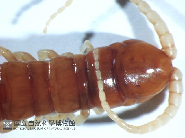 短棘盲蜈蚣藏品圖，第4張