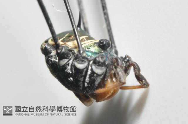 背斑偽盾刺盲蛛藏品圖，第4張