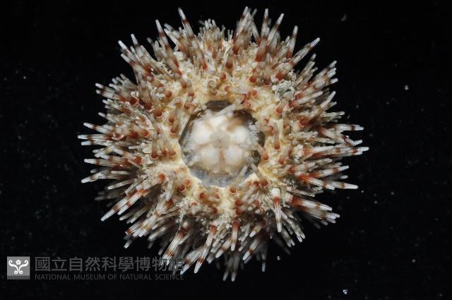 刻孔海膽藏品圖，第4張