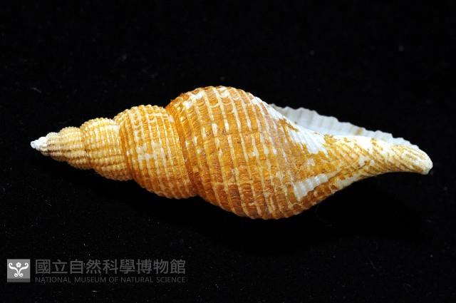 琉球峨螺藏品圖，第4張