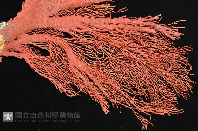 紅扇珊瑚藏品圖，第4張