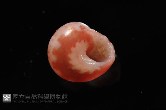 夏伊拉蠑螺藏品圖，第4張