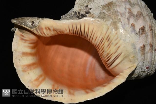 大法螺藏品圖，第4張