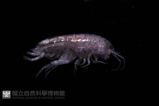 新種擊鉤蝦藏品圖，第4張