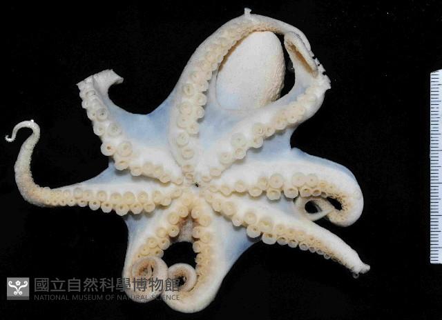 沙蛸(砂蛸、白線章魚)藏品圖，第4張