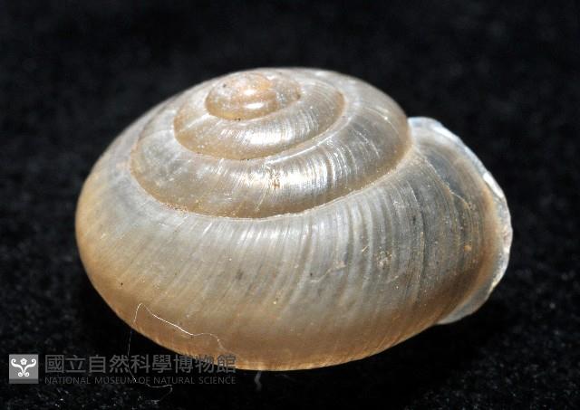 阿禮高腰蝸牛藏品圖，第4張