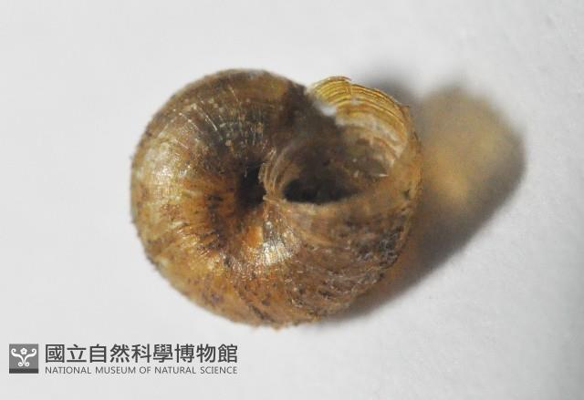 檜谷東洋蝸藏品圖，第4張