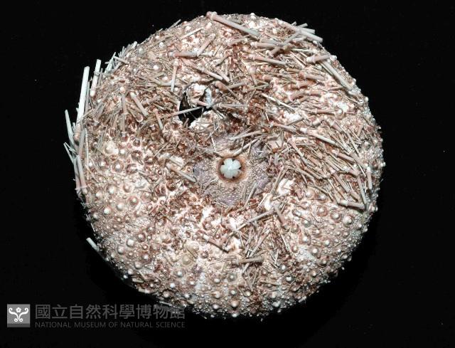 武裝月神海膽藏品圖，第4張