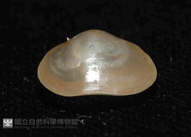 未知種新孔目酸漿貝藏品圖，第4張