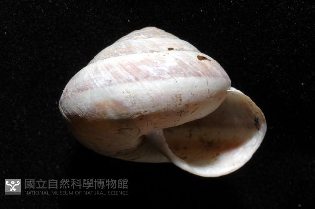 恆春栗蝸牛藏品圖，第4張