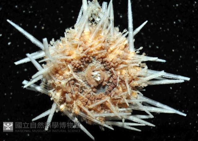 未知種鋸海膽藏品圖，第4張
