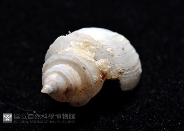 押方麂眼螺藏品圖，第4張