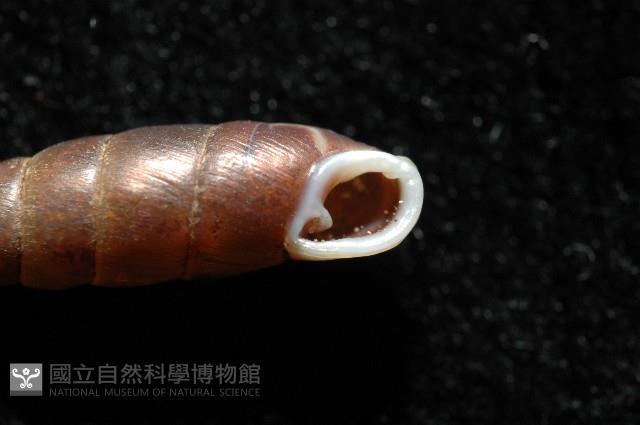 文德煙管蝸牛藏品圖，第4張