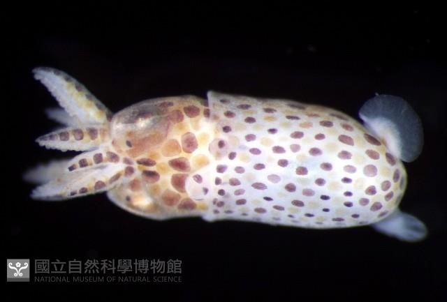 未知種微鰭烏賊藏品圖，第4張