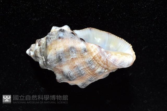 新種岩螺藏品圖，第4張