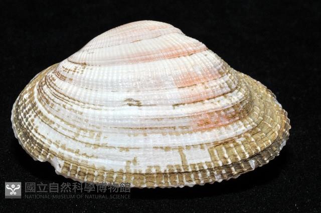 紫晃蛤藏品圖，第4張