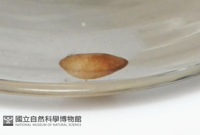 臺灣花瓣蛤藏品圖，第4張