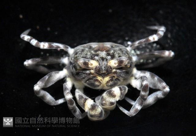 菲律賓股窗蟹藏品圖，第4張