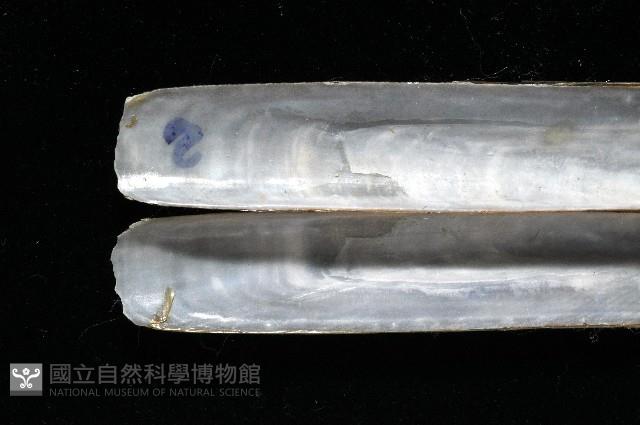 (新種)蟶蛤藏品圖，第4張