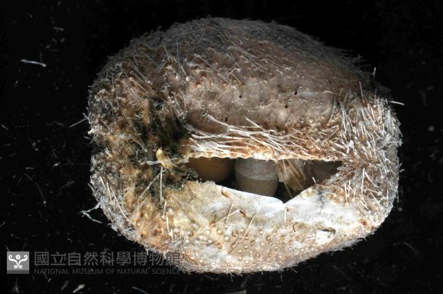 未知種高星海膽藏品圖，第4張