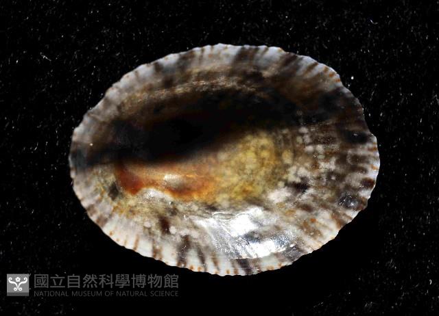 花笠螺藏品圖，第4張