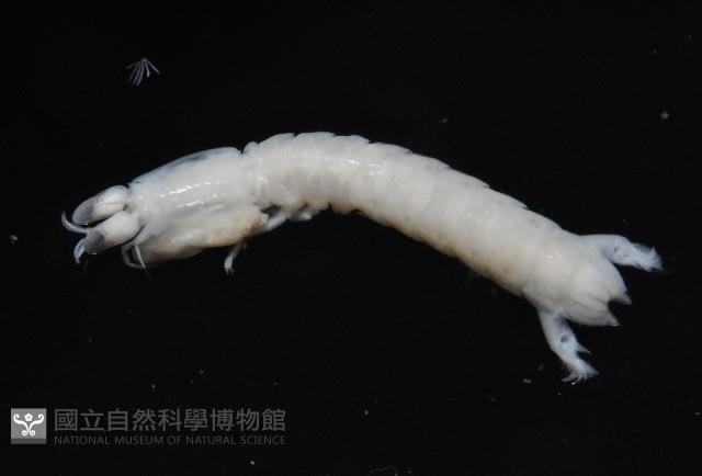 刺龍脊大沽氏蝦蛄藏品圖，第4張