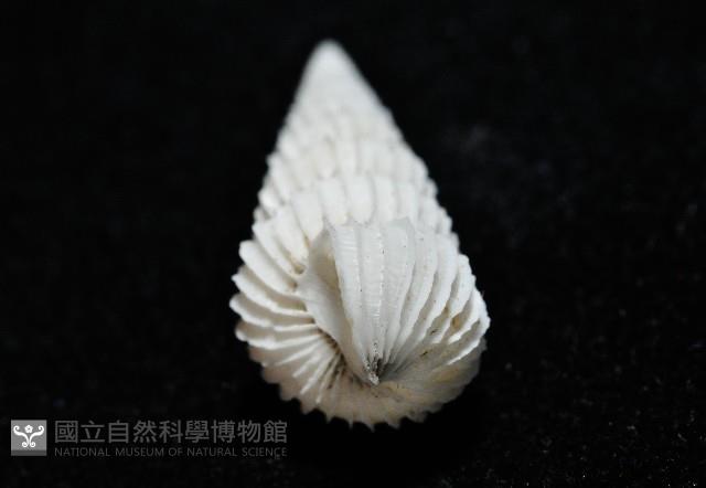 新種海螄螺藏品圖，第4張