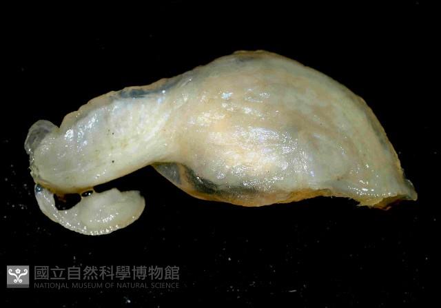 日本異茗荷藏品圖，第4張