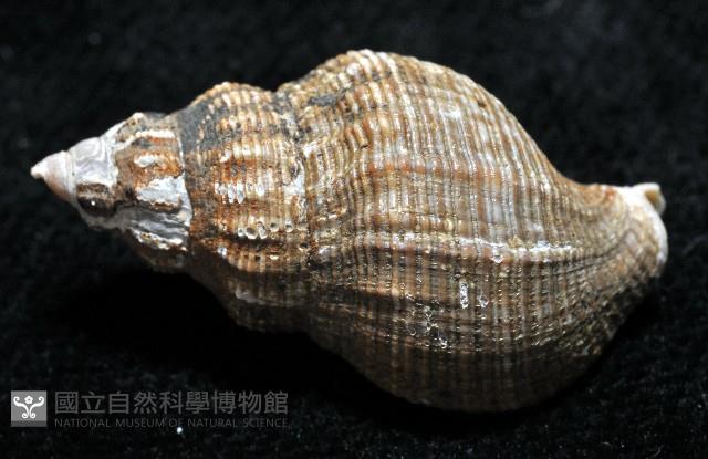 褐皮峨螺藏品圖，第4張