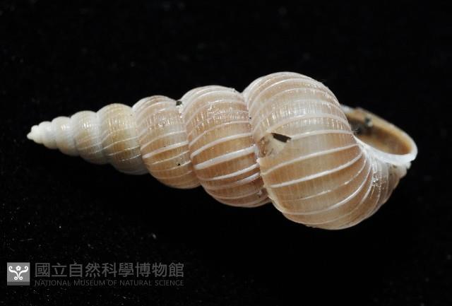 銹底海螄螺藏品圖，第4張