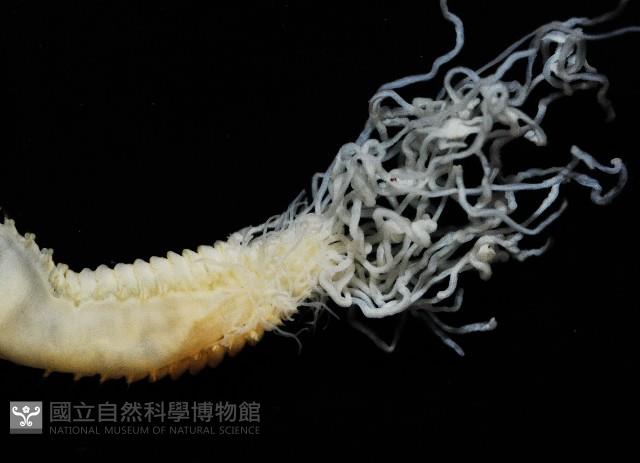 七股搓蟄蟲藏品圖，第4張