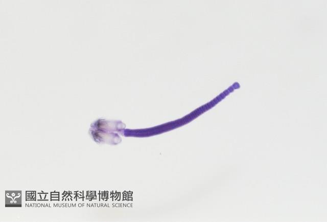 新種棘槽絛蟲藏品圖，第4張