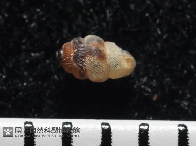 下齒芝麻蝸牛藏品圖，第4張