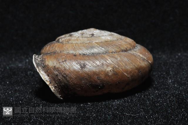 彩虹大臍蝸牛藏品圖，第4張