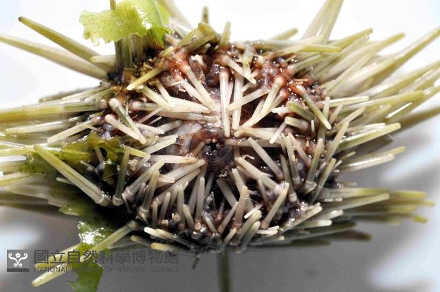 梅氏長海膽藏品圖，第4張